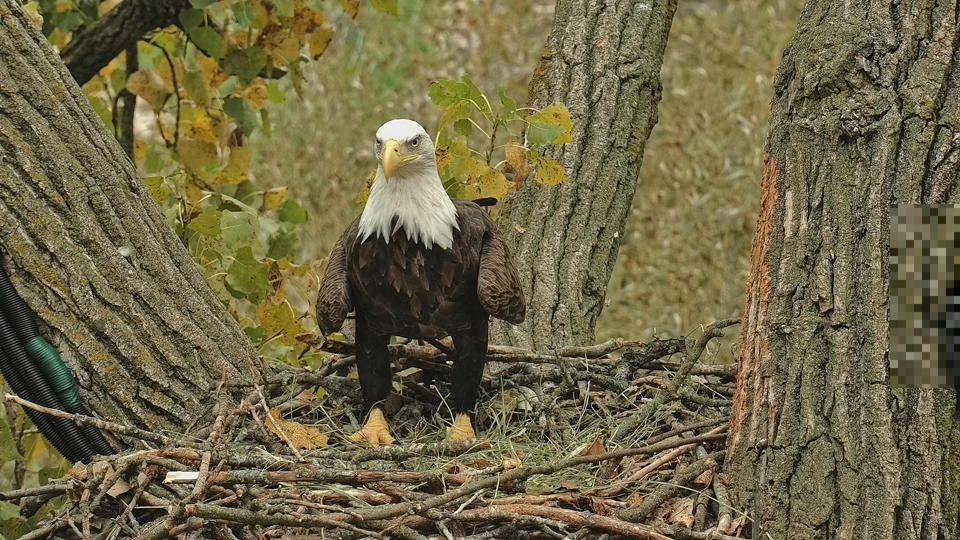 October 5, 2022: HD was moving sticks when HM dropped down to supervise him. He moved up to the Y just before our camera operators caught this snapshot.