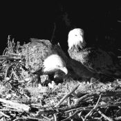 October 13, 2022: DNF and Mr. North. They are most likely to come to the nest in the wee hours of the day. Watch early or catch up with our videos!