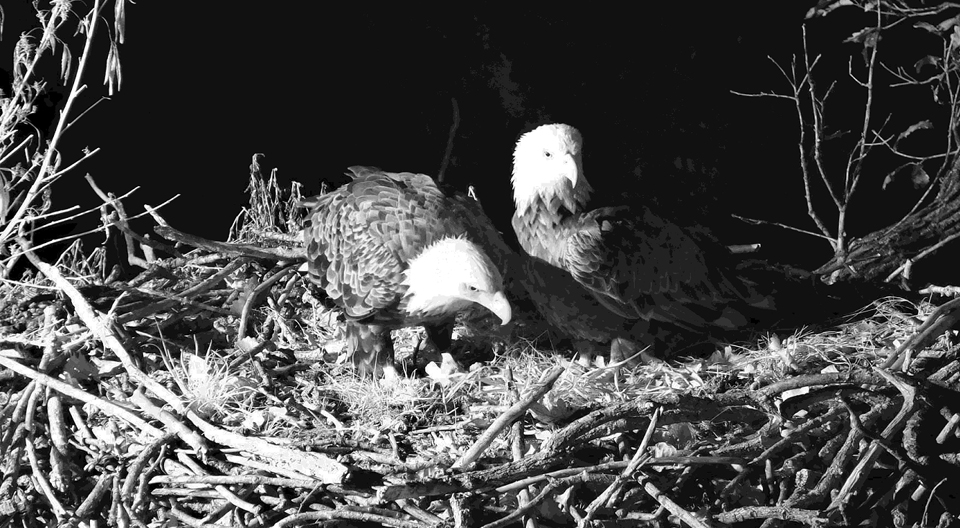 October 13, 2022: DNF and Mr. North. They are most likely to come to the nest in the wee hours of the day. Watch early or catch up with our videos!
