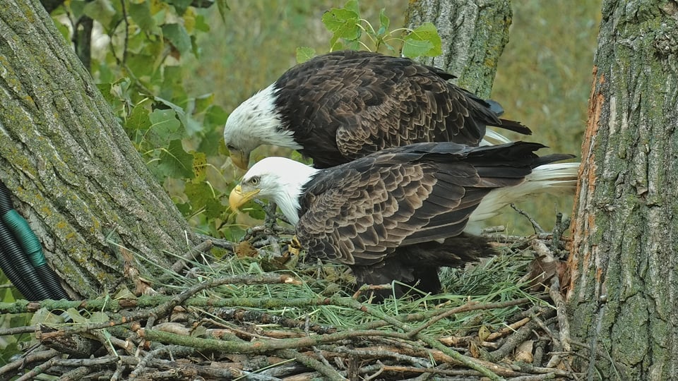 October 2, 2022: Both eagles have been hard at work trampling vegetation and making grass deliveries. HD is already testing the nest bowl.