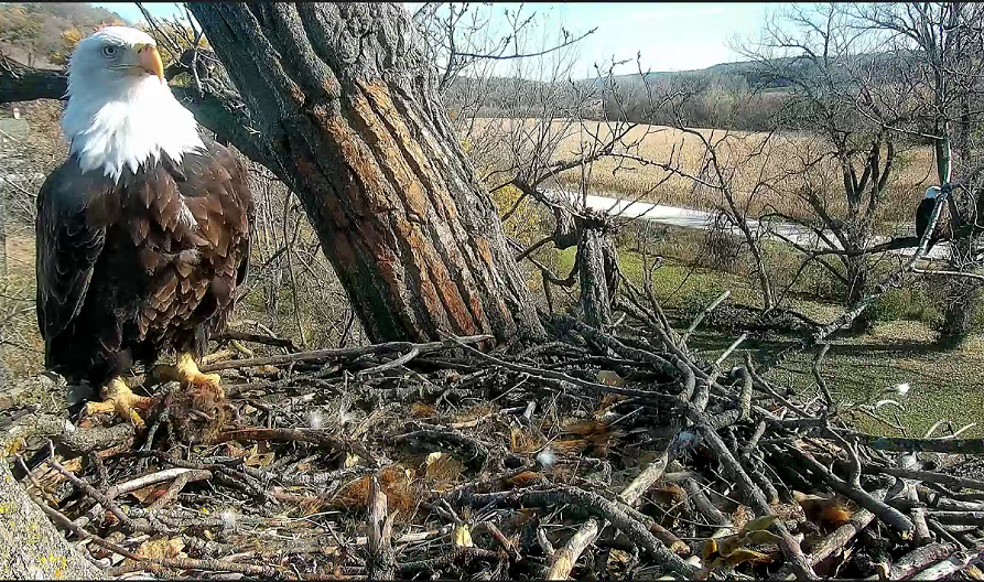 It's HD! Note his trim, relatively even feather collar and very white head.