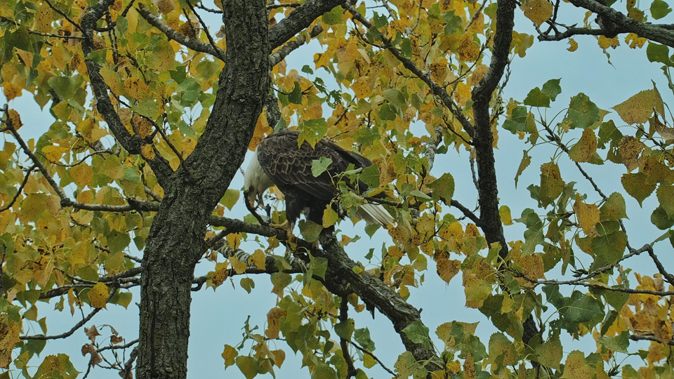 October 5, 2022: HD trimming some branches. We were surprised at how quickly cottonwood trees send out shoots without eagles to trim them away!