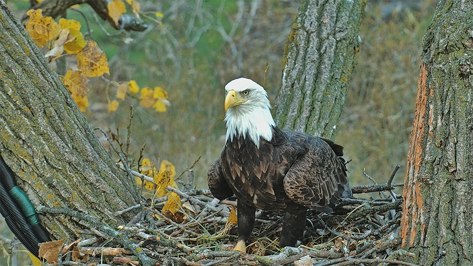 I chose this photo because I had trouble with ID. HM or HD? It's HM! Talon pointed out her longer, flowing feather collar.