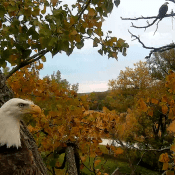 October 5, 2022: A beautiful view of both eagles on a vibrant fall day!