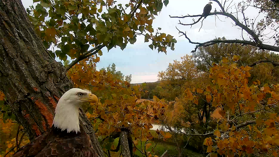 October 5, 2022: A beautiful view of both eagles on a vibrant fall day!