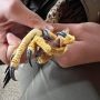 October 13, 2022: Peregrine falcon at the banding station.