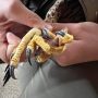 October 13, 2022: Peregrine falcon at the banding station.