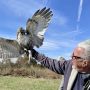 October 19, 2022: Jon Stravers with a juvenile red-tailed hawk.