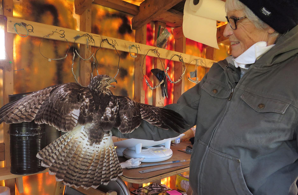 October 19, 2022: Kathy Carlyle is holding a juvenile Red-tailed hawk.