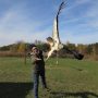 October 19, 2022: Measurements and banding complete, Kathy releases the hawk!