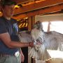 October 21, 202: Erik Murray with a red-tailed hawk.