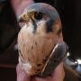 October 30, 2022: An American Kestrel – North America’s smallest falcon