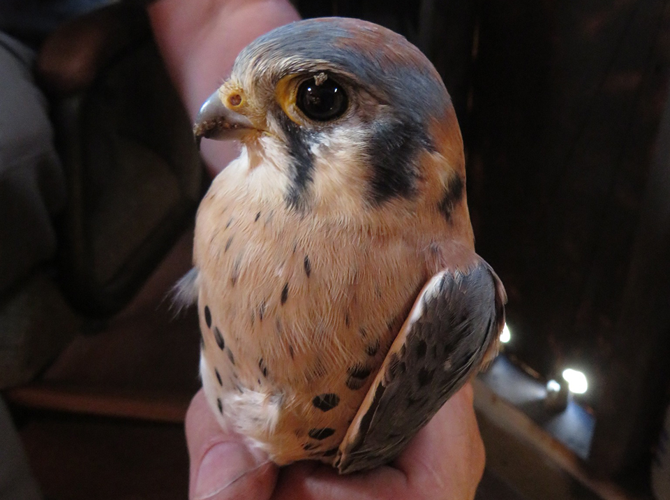 October 30, 2022: An American Kestrel - North America's smallest falcon