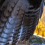 October 31, 2022: Juvenile red-tailed hawk