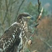 November 4, 2022: A beautiful subadult eagle near N1. Could it be part of the Decorah Eagle Dynasty?