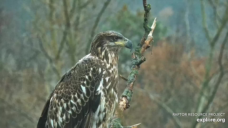 November 4, 2022: A beautiful subadult eagle near N1. Could it be part of the Decorah Eagle Dynasty?
