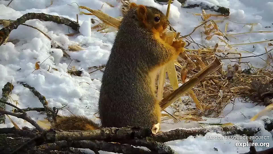 November 18: A fox squirrel fiches nest material from the North nest!