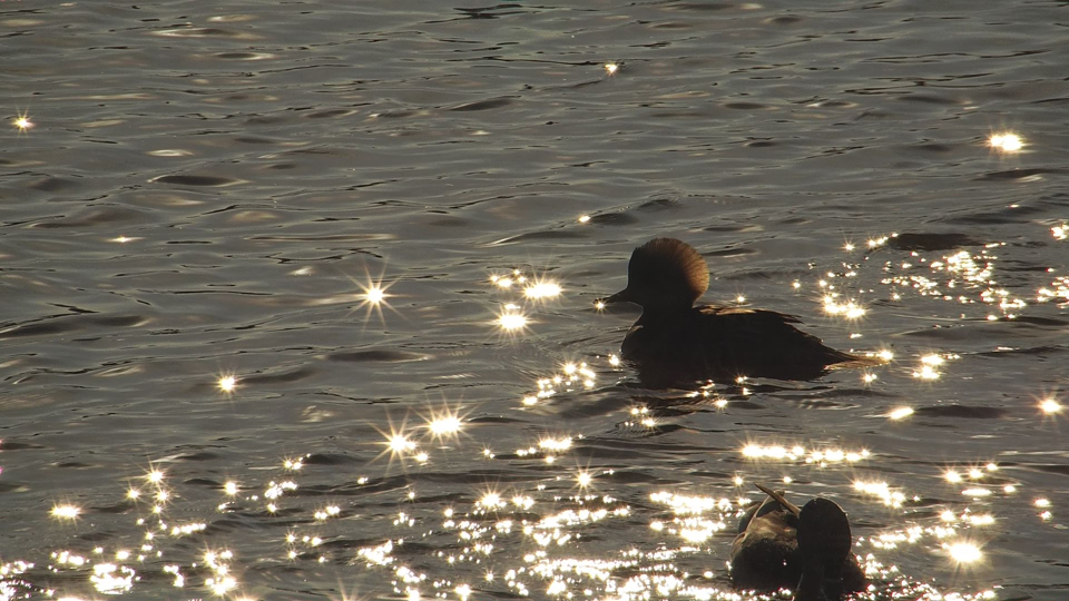 November 23, 2022: A female Hooded Merganser's crest gleams in the sunlight as she rides the waves on Lake Onalaska. Mergansers are diving ducks that hunt small fish, aquatic insects, crustaceans (especially crayfish), amphibians, vegetation, and mollusks. I believe a Mallard Duck is floating in the foreground.