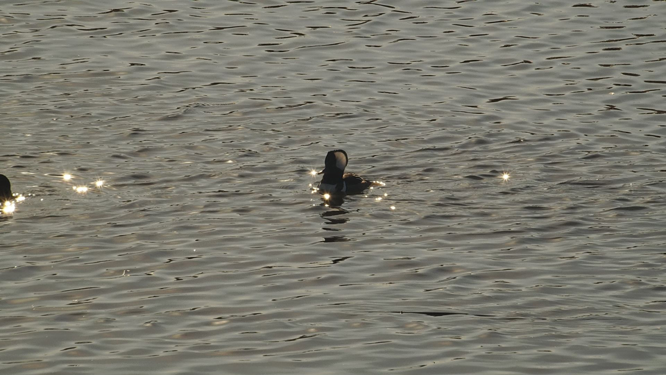 November 23, 2022: A male Hooded Merganser! Hooded Mergansers dive in clear, shallow water and locate prey by sight, with eyes that are specially adapted to seeing underwater.