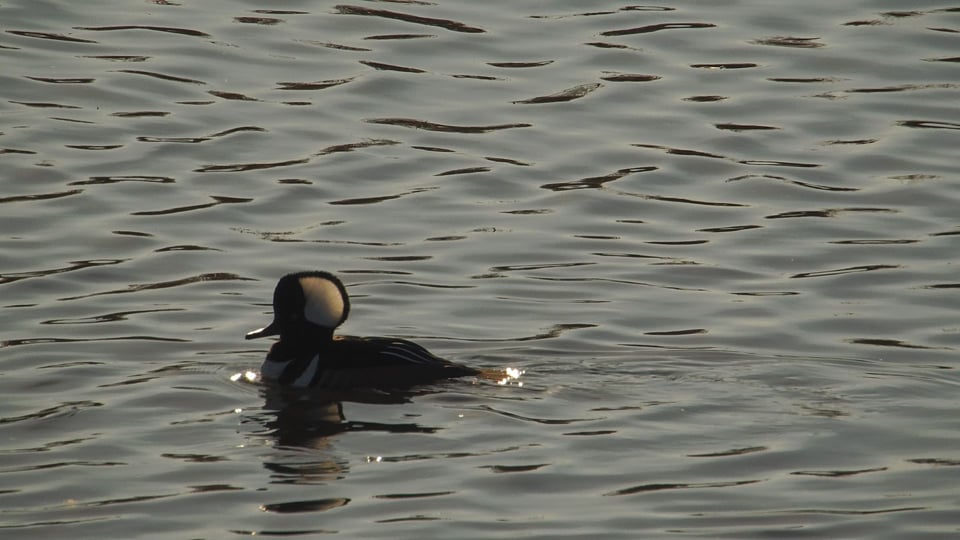 Male hooded merganser with a vivid black and white crest.