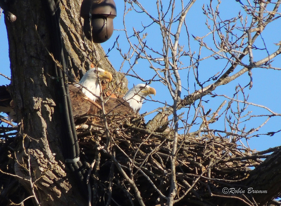 HM and HD in the nest.
