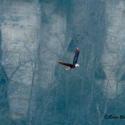 One of the adults flying over the pond. I think it was HD.