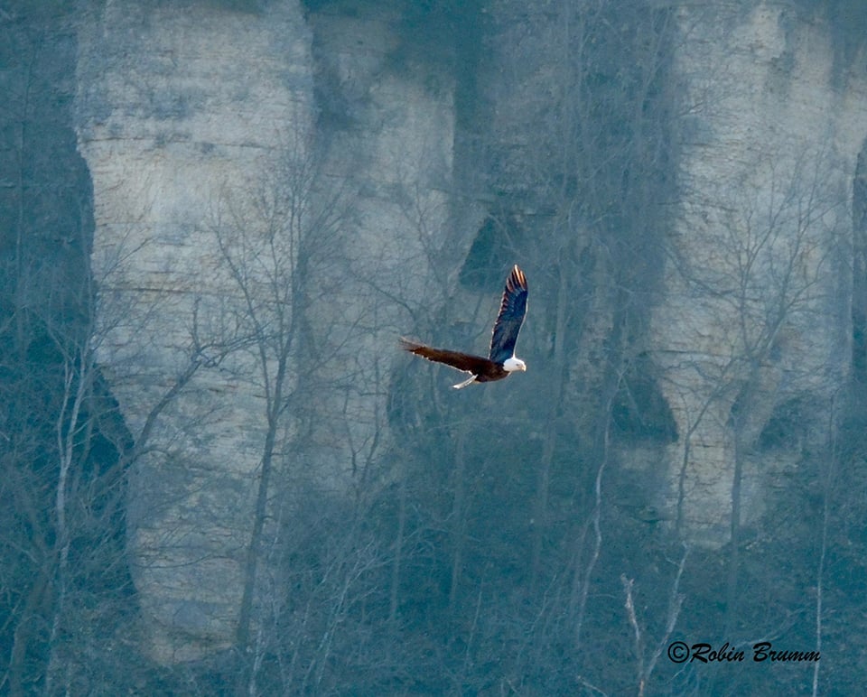 One of the adults flying over the pond. I think it was HD.