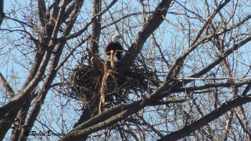 DM2 in the new nest (N4)