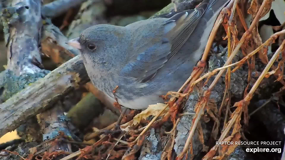 A dark-eyed junco searches for food on November 26. These hardy little birds could be locals or visitors from Canada. They breed from Alaska east across the great boreal forest to Newfoundland and Labrador.