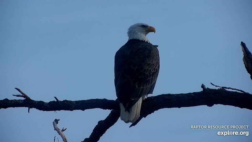 November 28, 2022: A picture perfect eagle with hardly a feather out of place. HM is beautiful!