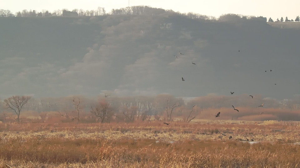 November 28, 2022: How many eagles can you count? Convocation and soar are two collective nouns for a group of eagles, but I think we could add quarrel or frenzy when food is involved!