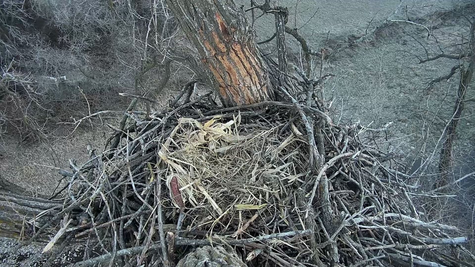 November 28, 2022: Do you see the eagle heart? A shot of the nest taken by our camera operators. It's hard to believe this was a small starter nest just last fall. We're curious to see how tall they make it.