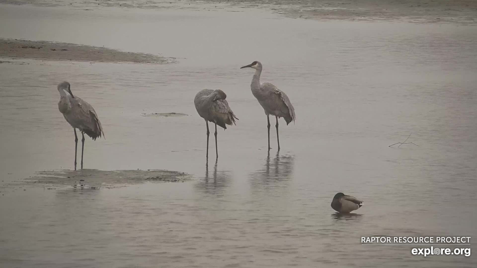 November 30, 2022: Sandhill Cranes and a Mallard Duck.