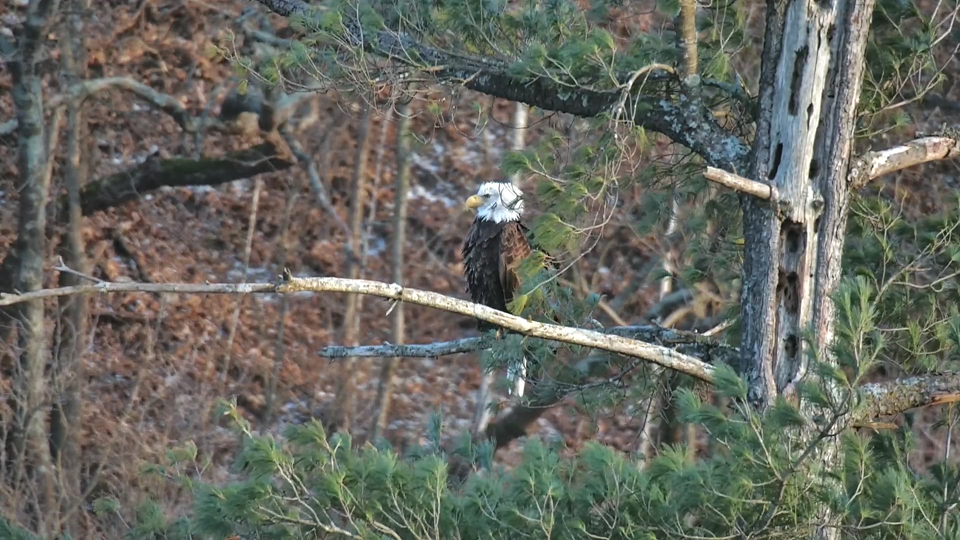 November 30, 2022: A spectacular glimpse of HD through pine tree boughs at the back of the hatchery!