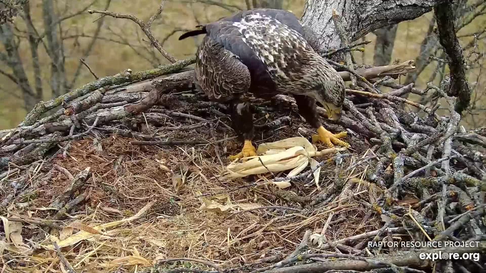 November 9, 2022: A beautiful subadult plays house in the North nest.