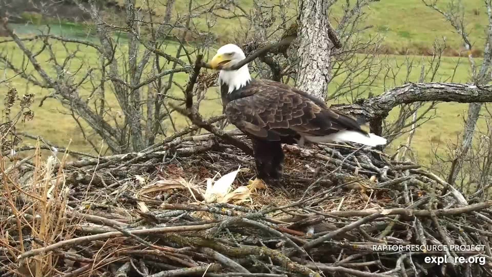 November 9, 2022: DNF and the very big stick! Crooked sticks like this help knit the nest together, but they can be very hard to place!