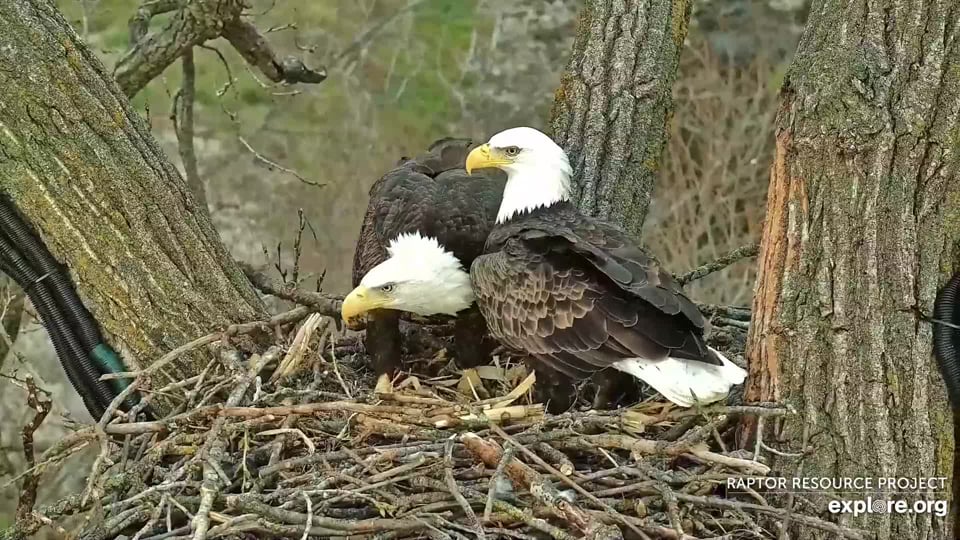 November 10, 2022: HM (left) and HD (right). I think the two have brought in three to four inches of sticks so far!