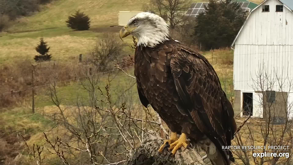 November 10, 2022: A beautiful subadult at N1 in Decorah! This eagle is most likely a 5-1/2 year old eagle based on its markings, although it still has some dark color in its beak