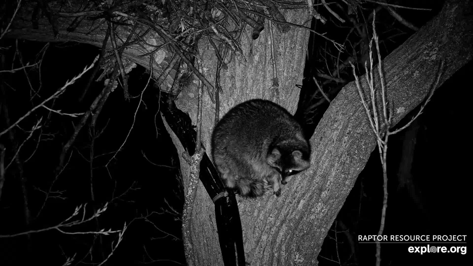 November 19, 2022: A raccoon takes a nap below N1