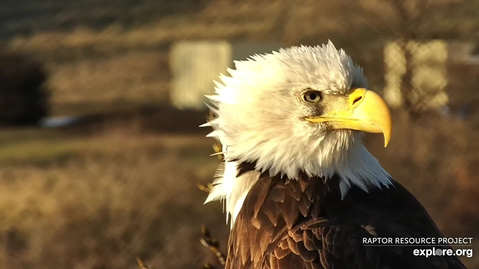 November 21, 2022: Close-ups of handsome HD in Decorah.