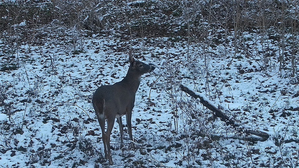 A North nest neighbor! I love seeing the North's world.