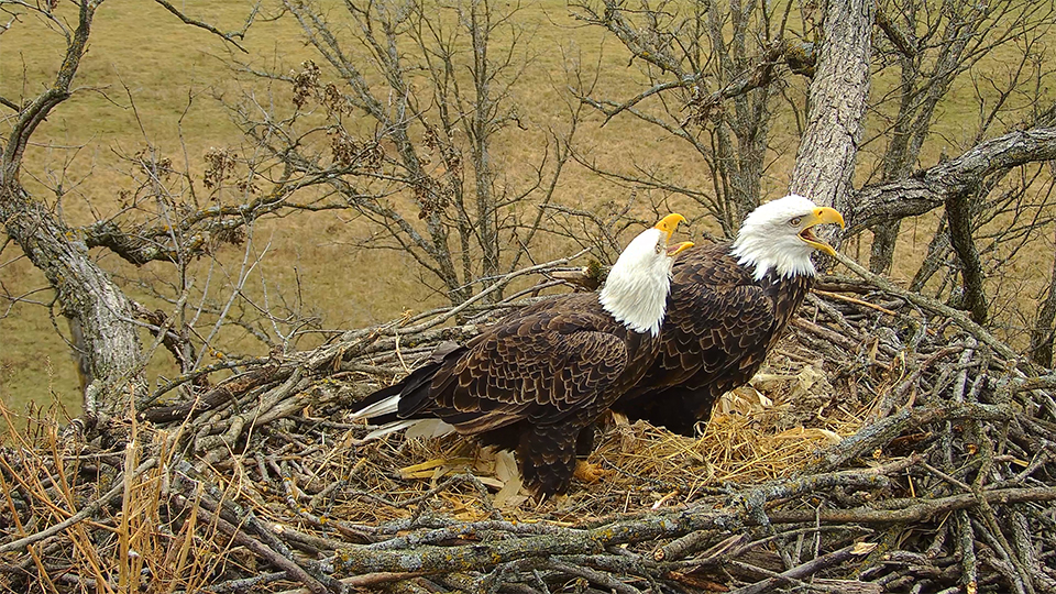 Mr. North and DNF at the North Nest.