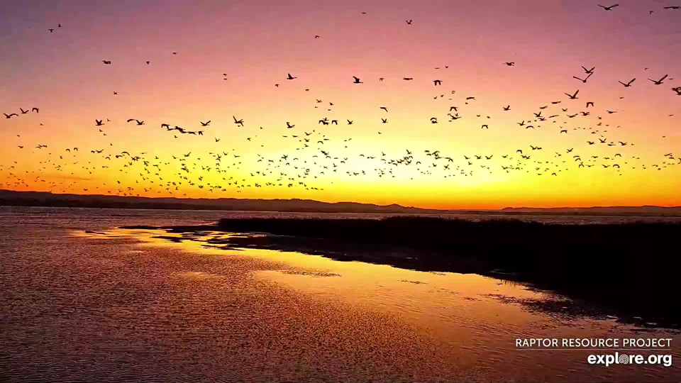 November 3, 2022: A migratory morning on the Flyway! Read four migration stories from the Flyway!