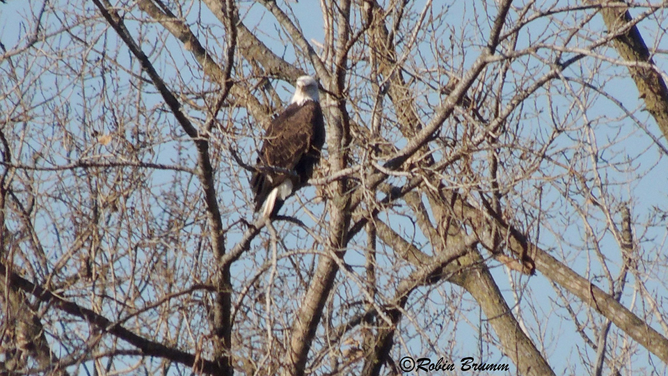 October 27, 200: Mom in a nearby tree close to N4