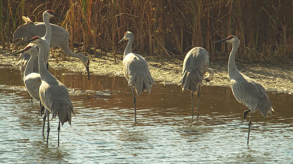 November 4, 2022: Sandhill Cranes on the Flyway