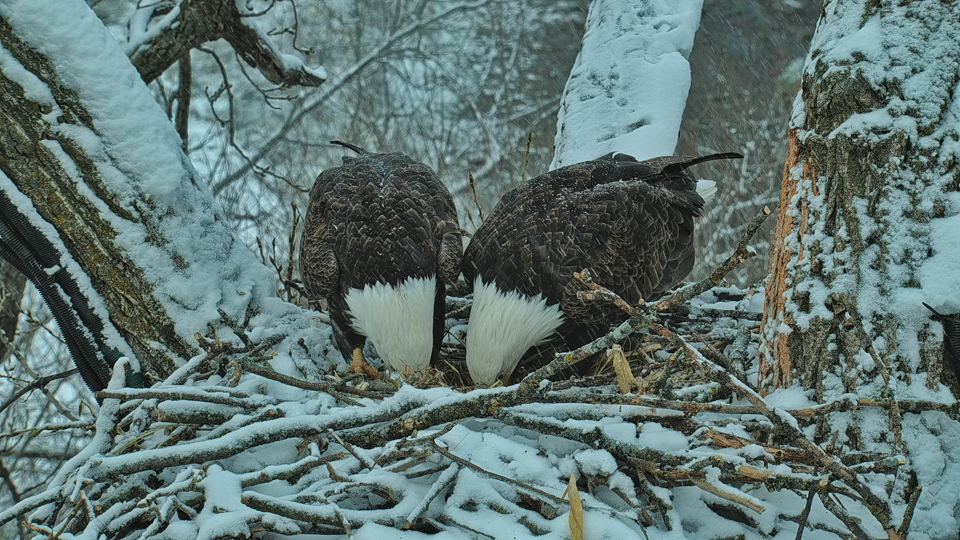 HM and HD work on their nest and deepen their bond.