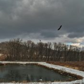 It's a fishing tournament! HM and subadult eagles fish the hatchery retention pond.