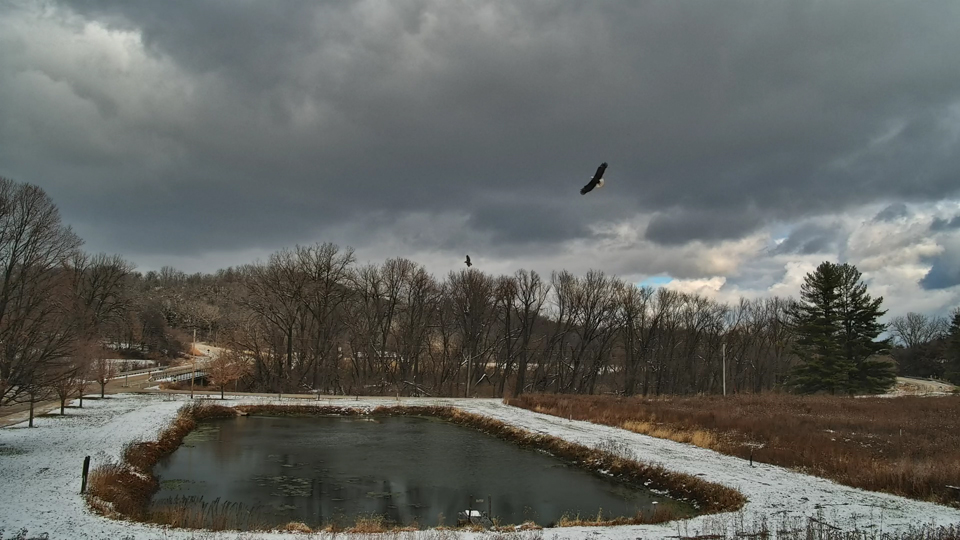 It's a fishing tournament! HM and subadult eagles fish the hatchery retention pond.