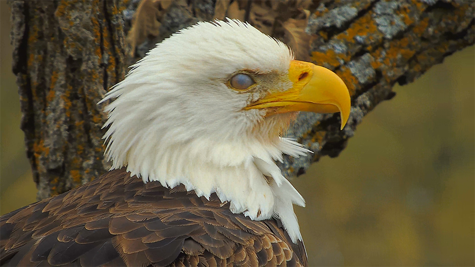 Mr. North's nictitating membrane!