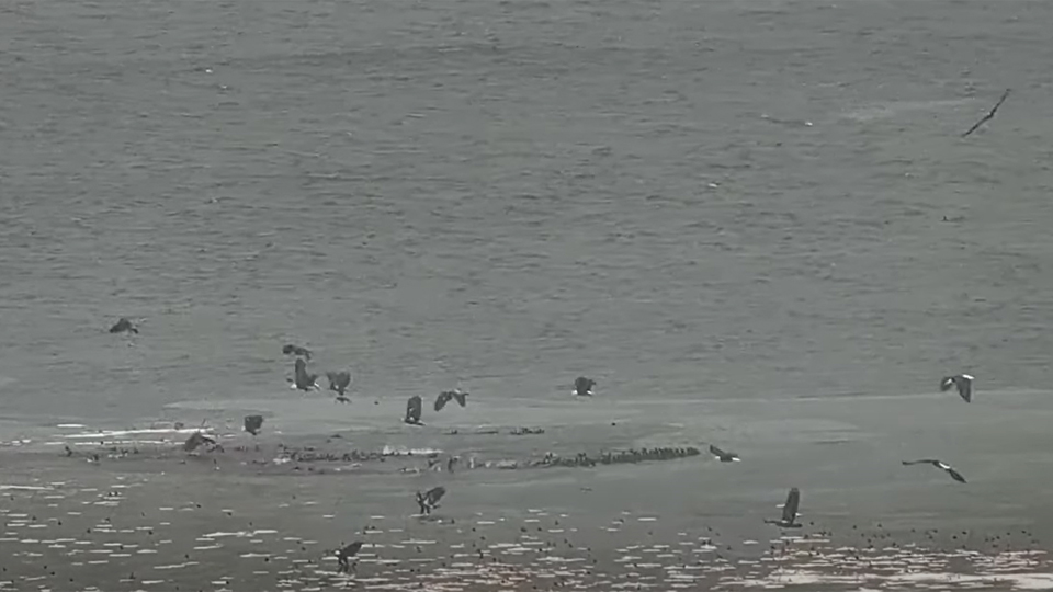 November 19, 2022: A large multi-age group of bald eagles hunts coot on the Mississippi Flyway.